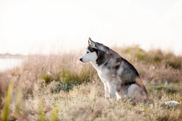 Bedårande Sibiriska Husky Hund Utomhus — Stockfoto