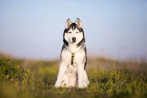 Adorable Chien Husky Sibérien Plein Air — Photo