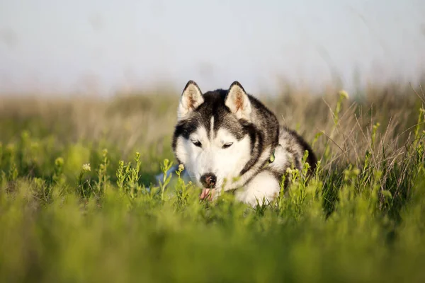 Adorabile Siberian Husky Cane All Aperto — Foto Stock