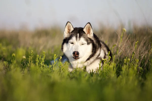 Adorable Perro Husky Siberiano Aire Libre —  Fotos de Stock