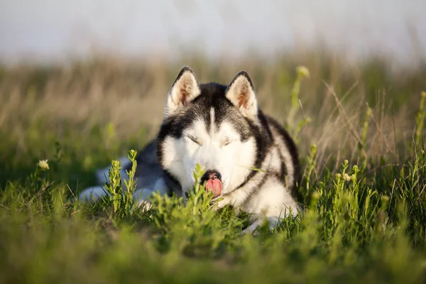 Adorable Siberian Husky Dog Outdoor — Stock Photo, Image