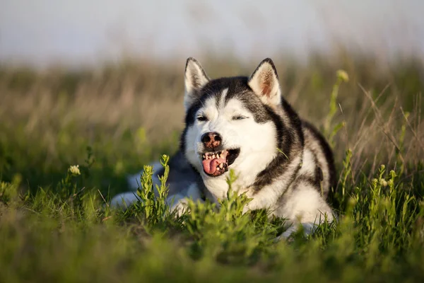 愛らしいシベリアのハスキー犬屋外 — ストック写真