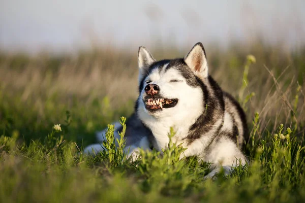 Sevimli Sibirya Husky Köpeği Açık Havada — Stok fotoğraf