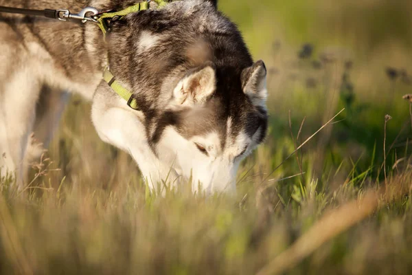 Adorabile Siberian Husky Cane All Aperto — Foto Stock