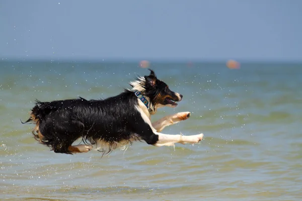 Aktiv Vacker Australisk Shepherd Hund Stranden — Stockfoto