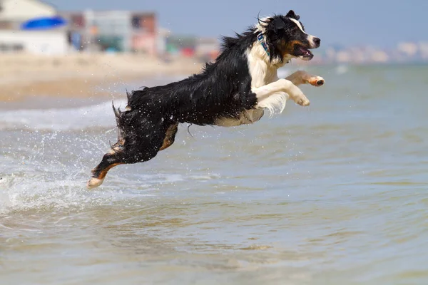 Active Beautiful Australian Shepherd Dog Beach — Stock Photo, Image