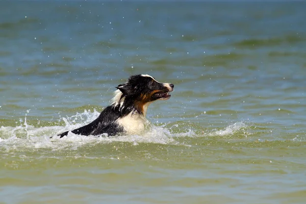 Actieve Mooie Australische Herder Hond Het Strand — Stockfoto