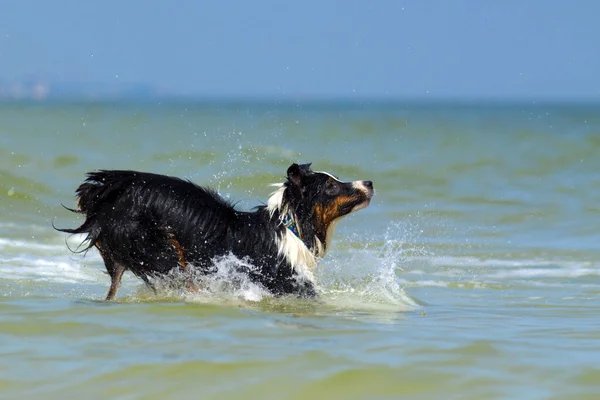Activo Perro Pastor Australiano Hermoso Playa —  Fotos de Stock