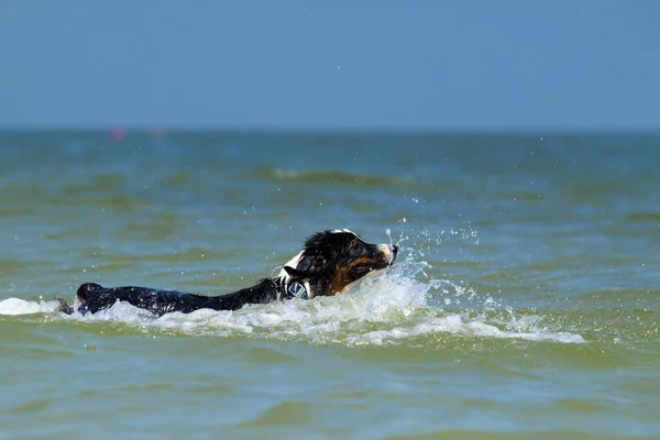 Activo Perro Pastor Australiano Hermoso Playa —  Fotos de Stock