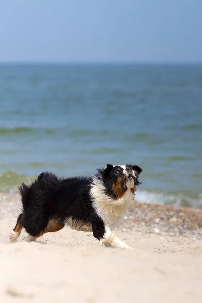 Aktiv Vacker Australisk Shepherd Hund Stranden — Stockfoto