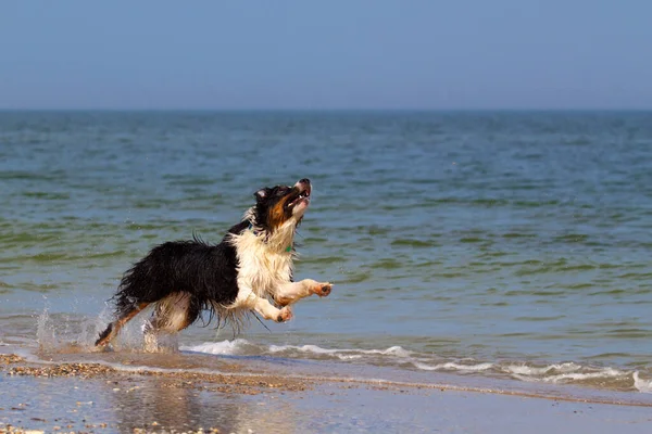 Aktiv Vacker Australisk Shepherd Hund Stranden — Stockfoto