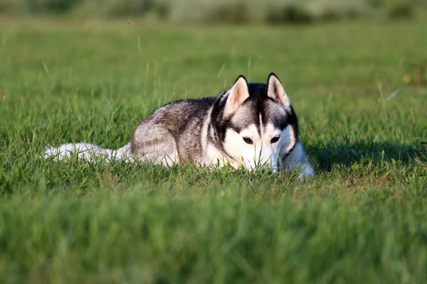 Entzückender Siberian Husky Hund Freien — Stockfoto