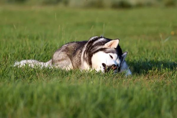 Uroczy Syberyjski Pies Husky Zewnątrz — Zdjęcie stockowe