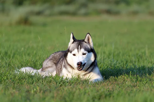 Bedårande Sibiriska Husky Hund Utomhus — Stockfoto