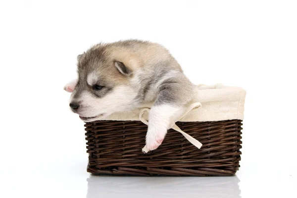 Rozkošné Sibiřské Husky Štěně Košíku Bílém Pozadí — Stock fotografie