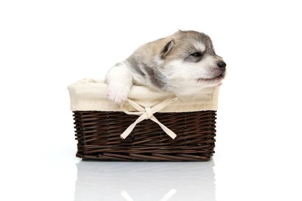 Adorável Siberian Husky Filhote Cachorro Cesta Fundo Branco — Fotografia de Stock