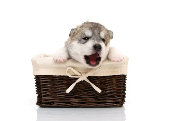 Adorable Cachorro Husky Siberiano Cesta Sobre Fondo Blanco — Foto de Stock