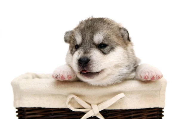 Adorable Cachorro Husky Siberiano Sobre Fondo Blanco — Foto de Stock