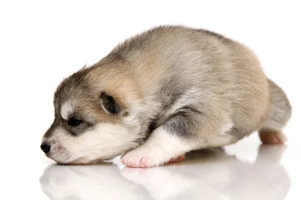 Adorable Cachorro Husky Siberiano Sobre Fondo Blanco —  Fotos de Stock