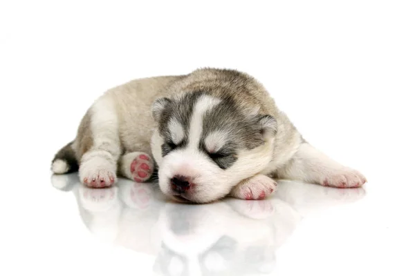 Schattige Siberische Husky Puppy Witte Achtergrond — Stockfoto