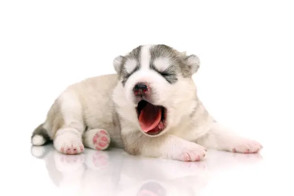 Adorable Cachorro Husky Siberiano Sobre Fondo Blanco — Foto de Stock