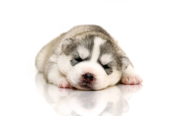 Adorable Cachorro Husky Siberiano Sobre Fondo Blanco — Foto de Stock