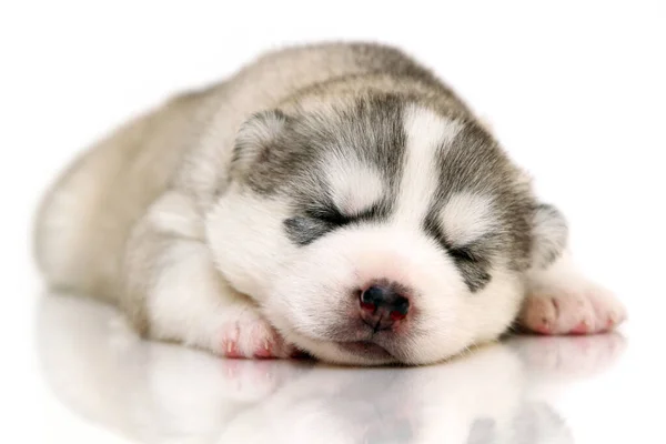 Adorable Chiot Husky Sibérien Sur Fond Blanc — Photo