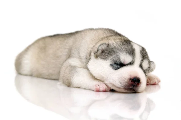 Schattige Siberische Husky Puppy Witte Achtergrond — Stockfoto