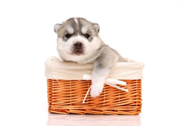 Beyaz arka planda sepette sevimli Sibirya Husky köpeği.