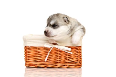 Beyaz arka planda sepette sevimli Sibirya Husky köpeği.