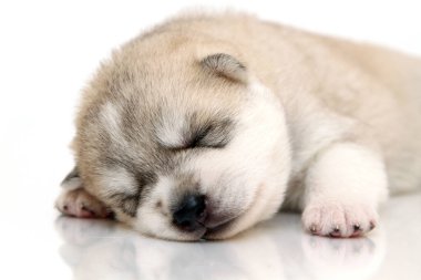 Beyaz arka planda sevimli Sibirya Husky köpeği