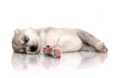 Beyaz arka planda sevimli Sibirya Husky köpeği
