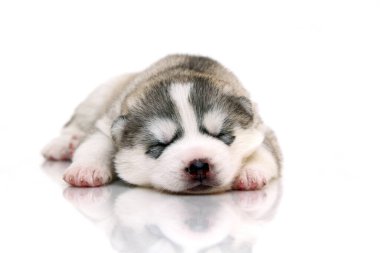 Beyaz arka planda sevimli Sibirya Husky köpeği