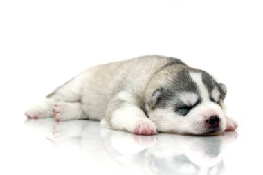 Beyaz arka planda sevimli Sibirya Husky köpeği