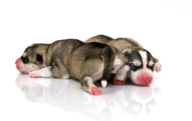 Beyaz arka planda sevimli Sibirya Husky yavruları