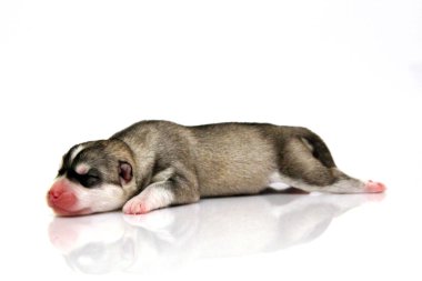 Beyaz arka planda sevimli Sibirya Husky köpeği