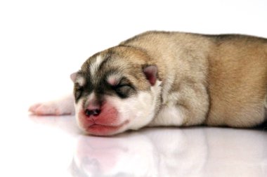 Beyaz arka planda sevimli Sibirya Husky köpeği