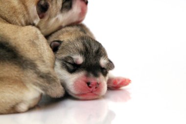 Beyaz arka planda sevimli Sibirya Husky yavruları