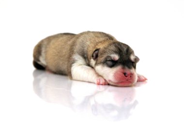 Beyaz arka planda sevimli Sibirya Husky köpeği