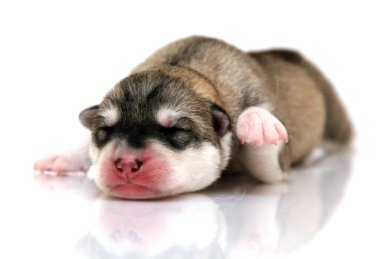 Beyaz arka planda sevimli Sibirya Husky köpeği