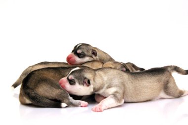 Beyaz arka planda sevimli Sibirya Husky yavruları