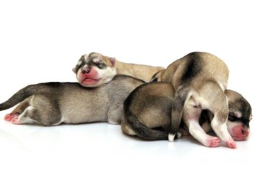 Beyaz arka planda sevimli Sibirya Husky yavruları