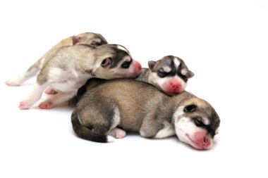 Beyaz arka planda sevimli Sibirya Husky yavruları