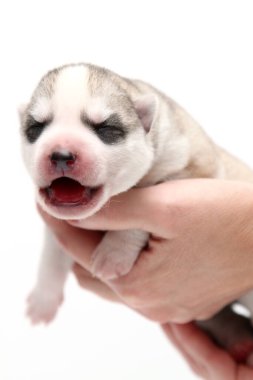 Sevimli Sibirya Husky köpeği insan eliyle beyaz arka planda