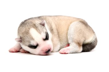 Beyaz arka planda sevimli Sibirya Husky köpeği