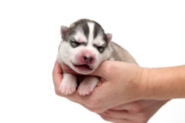 Sevimli Sibirya Husky köpeği insan eliyle beyaz arka planda