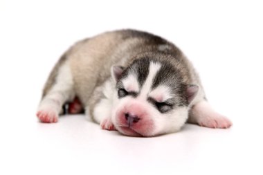 Beyaz arka planda sevimli Sibirya Husky köpeği