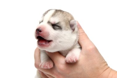 Sevimli Sibirya Husky köpeği insan eliyle beyaz arka planda