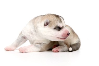 Beyaz arka planda sevimli Sibirya Husky köpeği