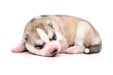 Beyaz arka planda sevimli Sibirya Husky köpeği